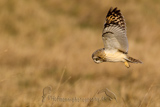   Short-eared Owl (Asio flammeus flammeus)
